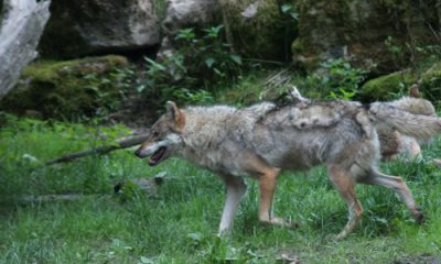 loups et troupeaux