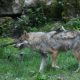 loups et troupeaux