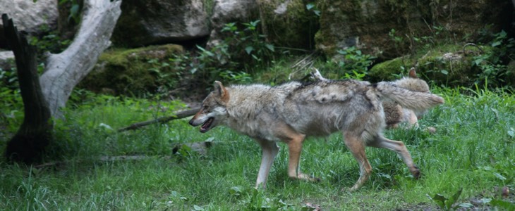 loups et troupeaux