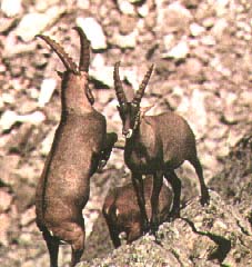 bouquetin et Vanoise