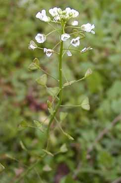 plante bourse à pasteur en fleur