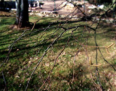 port de branches du bouleau verruqueux