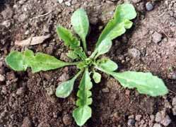 Capsella bursa pastoris : bourse à pasteur