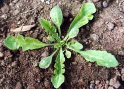 Capsella bursa pastoris : bourse à pasteur