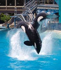 orque en captivité