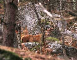 cerf fontainebleau