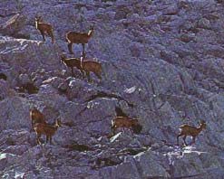 Chamois dans le Mercantour