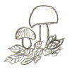 champignon