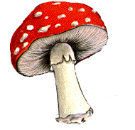 champignon