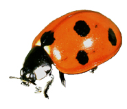 coccinelle