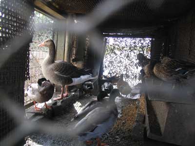 confinement des oiseaux