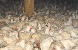 élevage avicole industriel