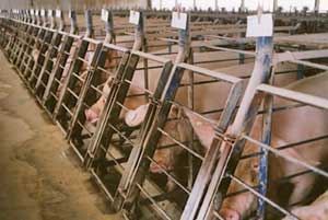 le porc est une passerelle vers l'homme pour le H5N1