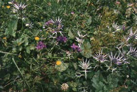 flore du parc des Pyrénées