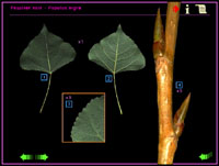 identification des arbres