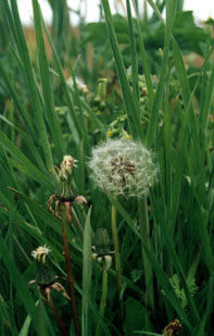 boule de graines de pissenlit