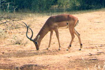 impala dans la savane