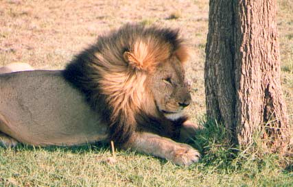 lion