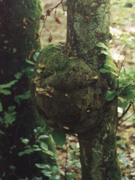 champignons arbres