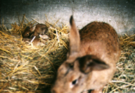 lapin et lapereau dans clapier