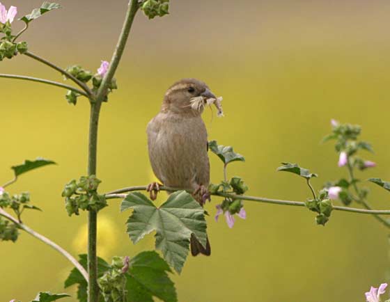 Anti moineau : solution, traitement et conseil contre les moineaux