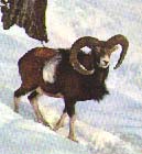 Mouflon du parc régional des Cévennes
