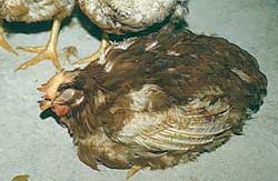 oiseau atteint du virus de la grippe aviaire H5N1