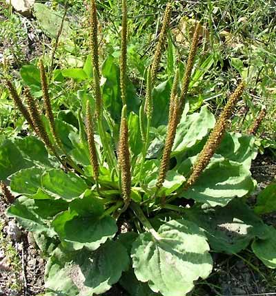 plantain préparation en plante médicinale contre la toux, la bronchite...