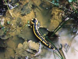 salamandre amphibien