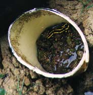 salamandre seau