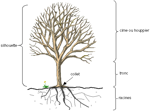 terminologie arbre : aubier,racines, cime
