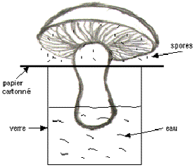 activité champignon