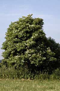 arbre sureau noir