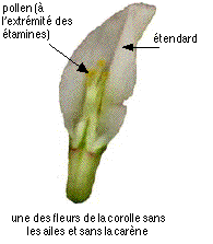 plante reproduction trèfle