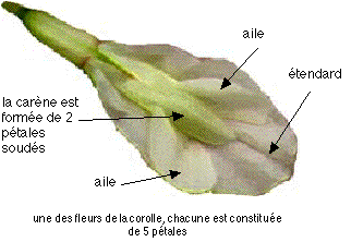 zoom fleur de trèfle