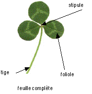 feuille de plante trèfle